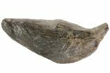 Fossil Sperm Whale (Scaldicetus) Tooth #78219-1